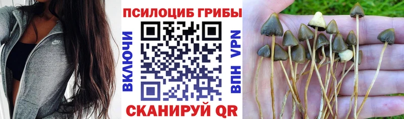 Псилоцибиновые грибы прущие грибы  Купить  Красный Сулин 